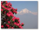 View from Poon Hill (Annapurna) 
